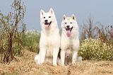 SIBERIAN HUSKY 112